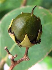  Capsule (Young)